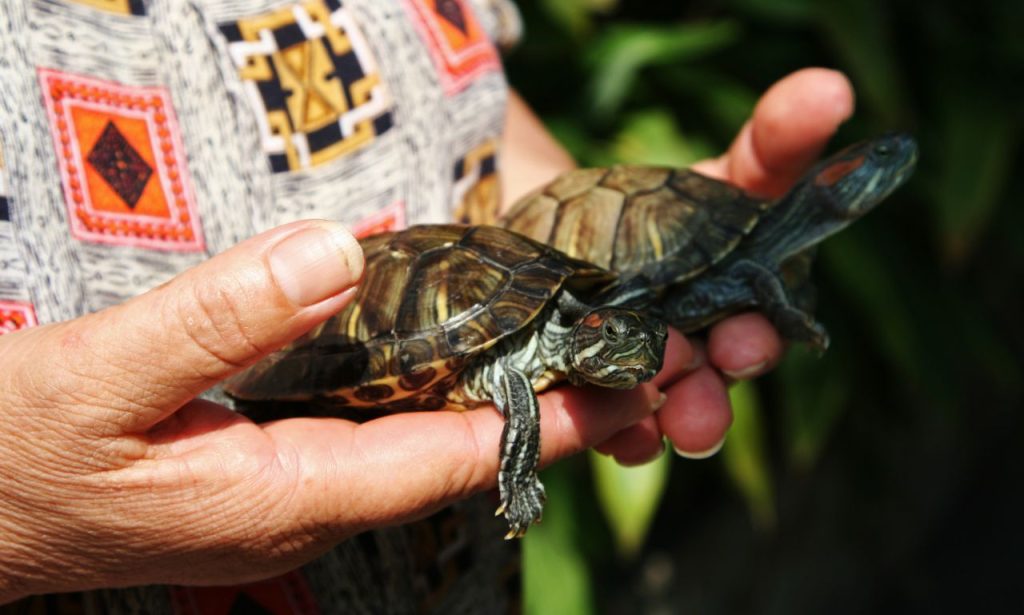 Is It Illegal to Have Turtles as Pets?