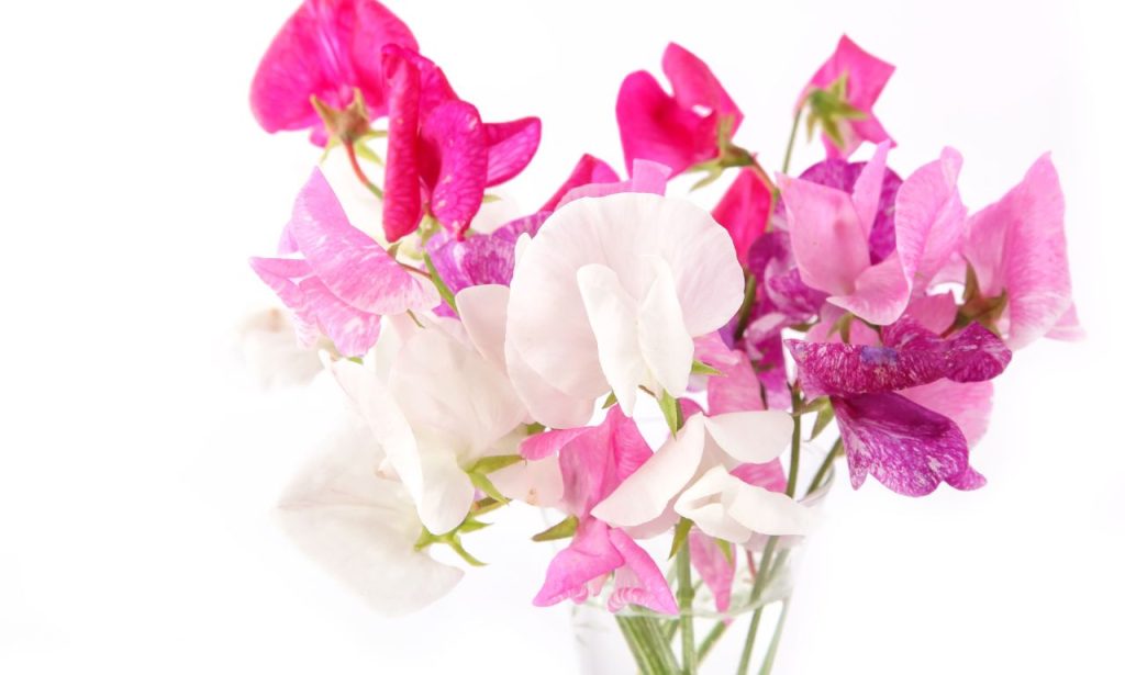 Best Artificial Sweet Peas Flowers