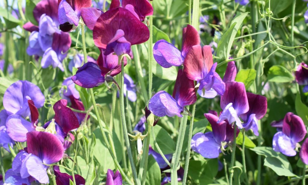 Best Artificial Sweet Peas Flowers