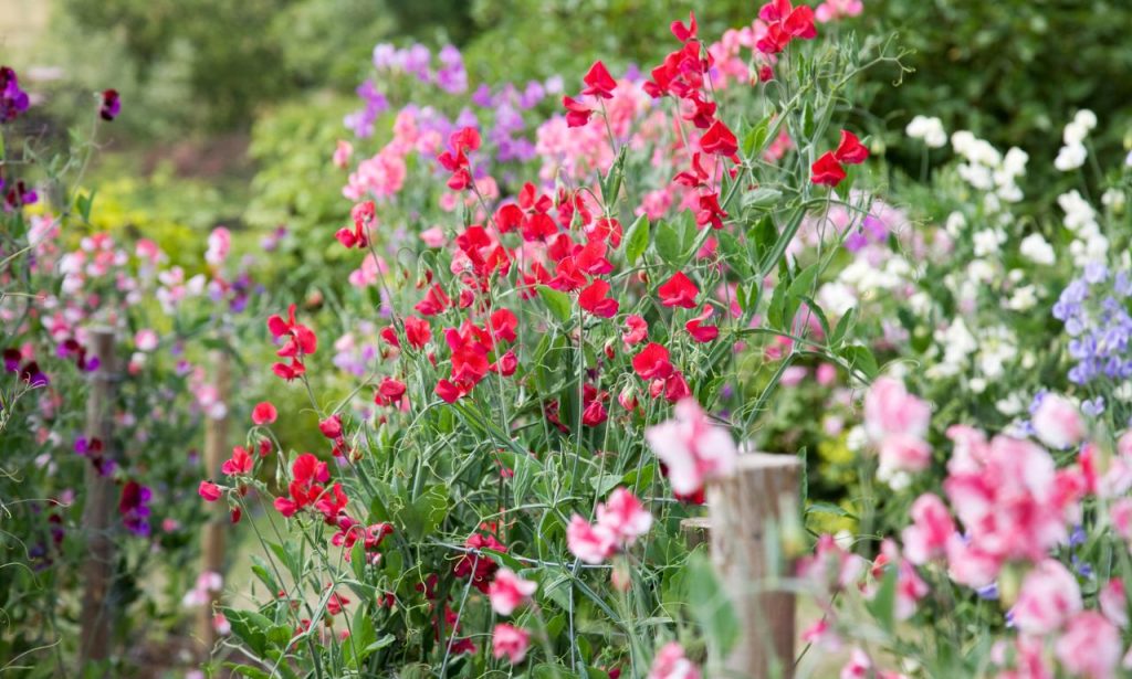 Best Artificial Sweet Peas Flowers